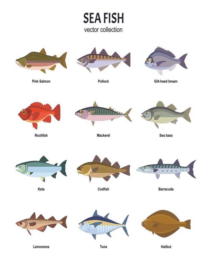 Fishes Of Minnesota Poster For Home Decor Gift 2