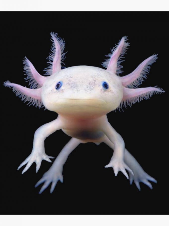 Axolotl Premium Matte Vertical Poster For Home Decor Gift 2