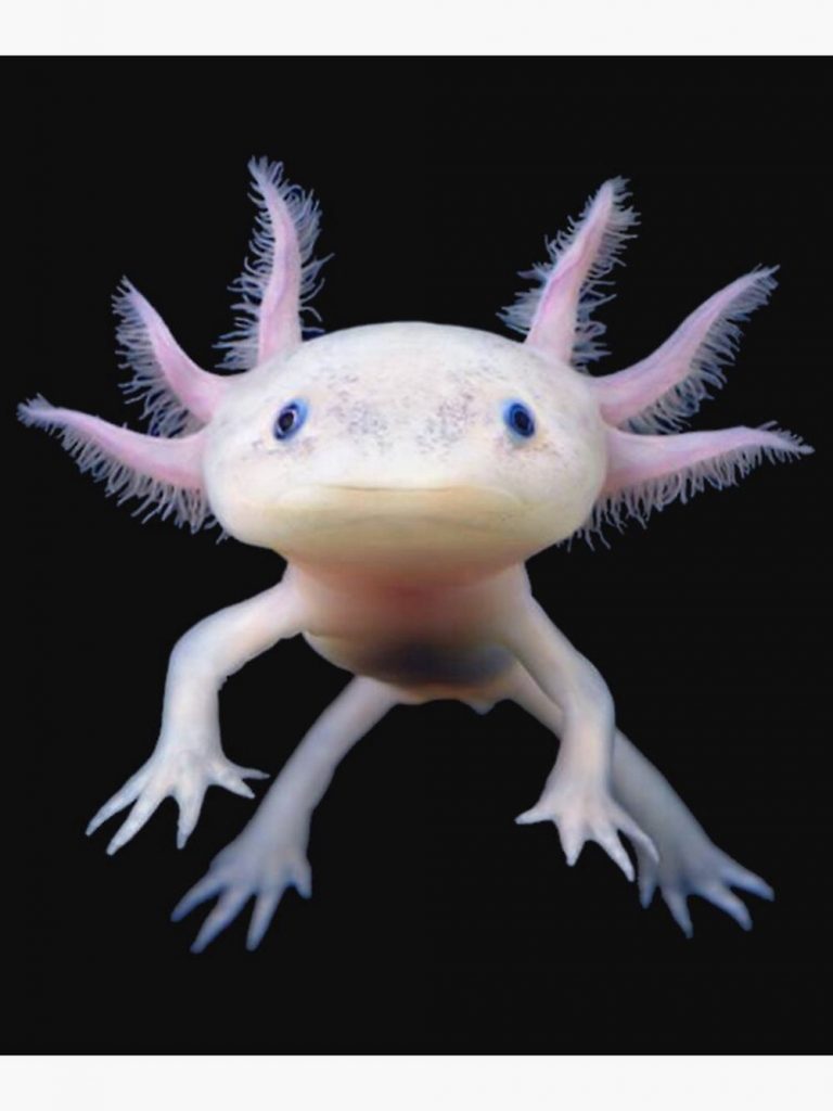 Axolotl Premium Matte Vertical Poster For Home Decor Gift 5